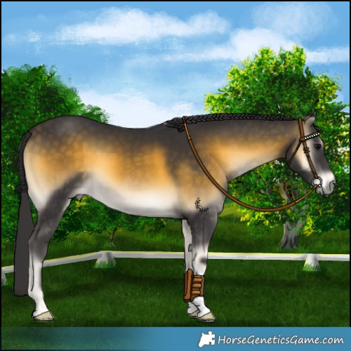 Horse Color:Buckskin Onyx 