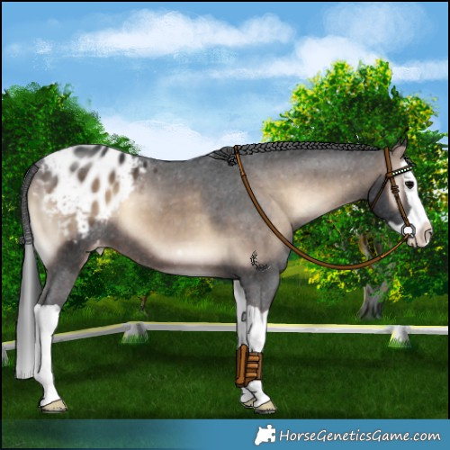 Horse Color:Brown Onyx Splash Blanket 