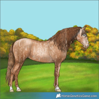 Horse Color:Gold Champagne Pearl Rabicano  and Gray Gold Champagne Pearl Rabicano 