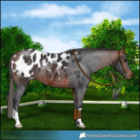 Horse Color:Bay Blanket 
