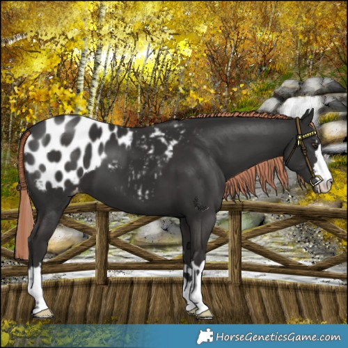 Horse Color:Liver Chestnut Appaloosa