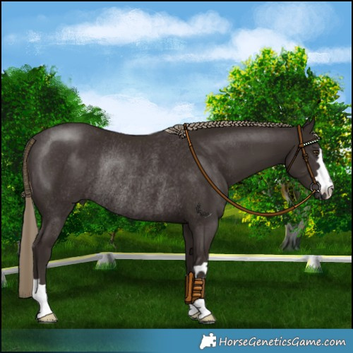 Horse Color:Liver Chestnut Rabicano 