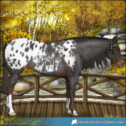 Horse Color:Liver Chestnut Appaloosa Rabicano