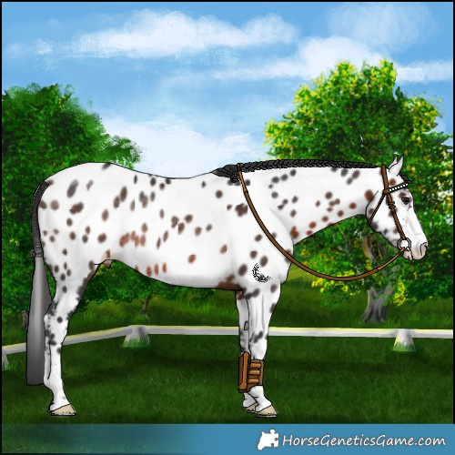 Horse Color:Brown Near Leopard Rabicano 