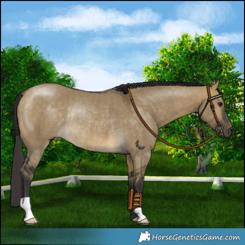 Horse Color:Buckskin Dun Rabicano 