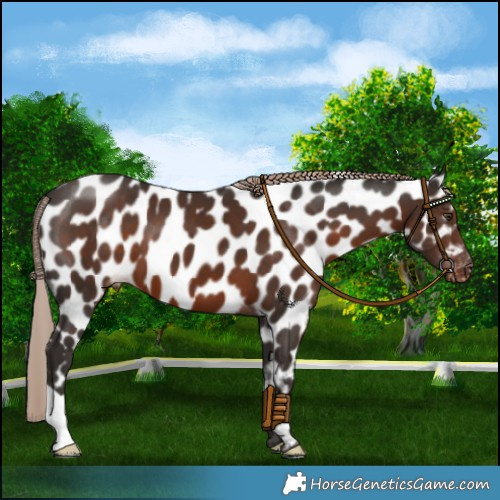 Horse Color:Liver Chestnut Leopard 