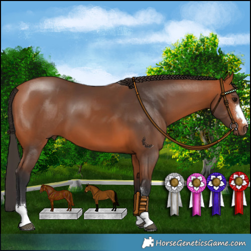 Horse Color:Bay 