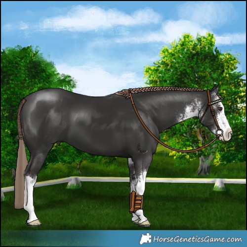 Horse Color:White Spotted Liver Chestnut 