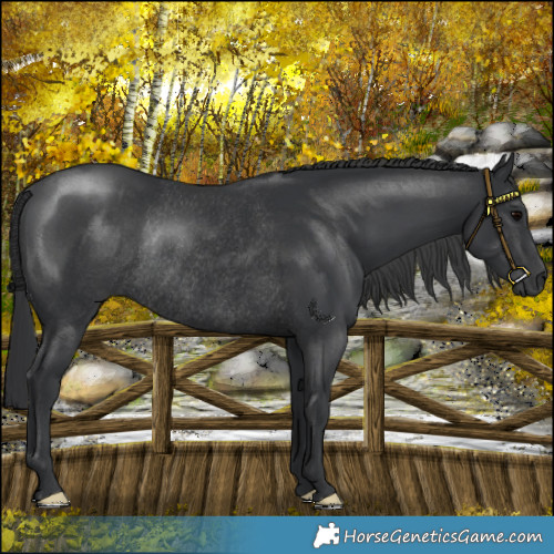 Horse Color:Black Rabicano