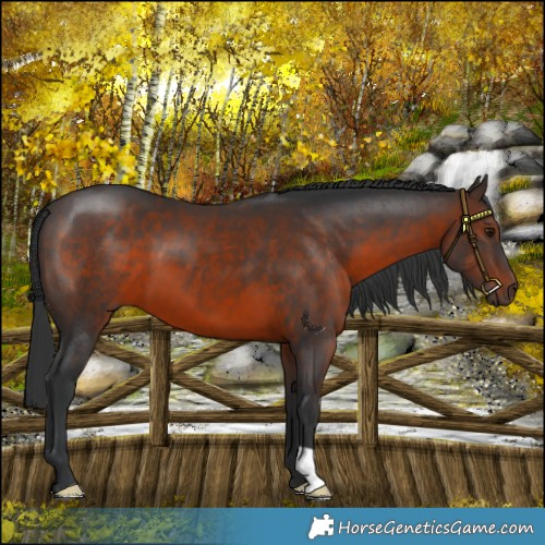 Horse Color:Brown 