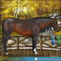 Horse Color:Brown 