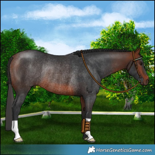 Horse Color:Bay Rabicano 