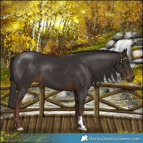 Horse Color:Liver Chestnut 