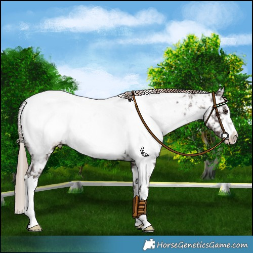 Horse Color:White Spotted Liver Chestnut Near Fewspot 