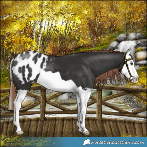 Horse Color:Liver Chestnut Splash Appaloosa 