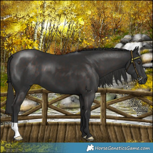 Horse Color:Liver Chestnut 