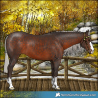 Horse Color:Silver Brown 