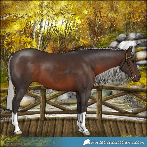 Horse Color:Silver Brown