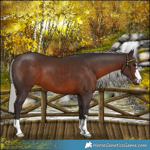 Horse Color:Silver Brown 