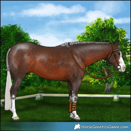 Horse Color:Silver Brown