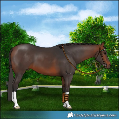 Horse Color:Bay 