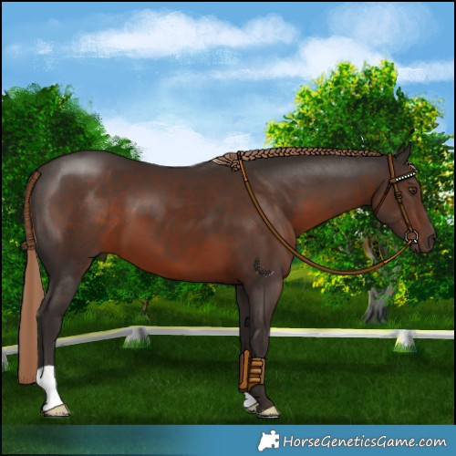 Horse Color:Liver Chestnut 