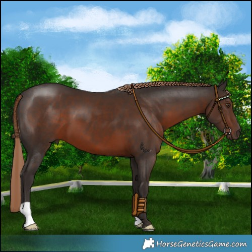 Horse Color:Liver Chestnut
