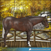 Horse Color:Silver Brown 