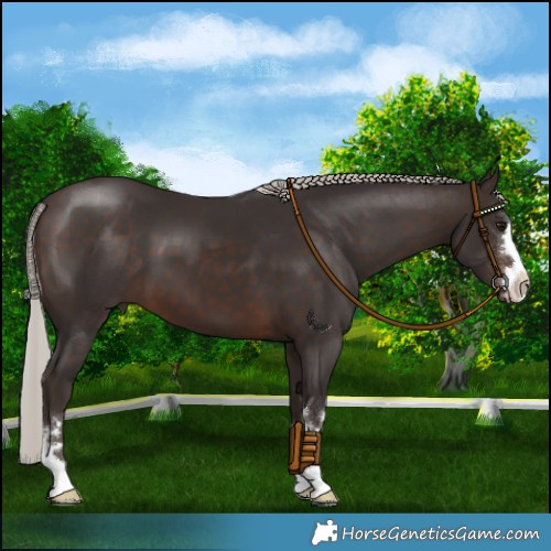 Horse Color:Silver Brown 