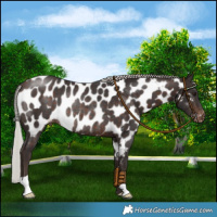 Horse Color:Silver Brown Near Leopard Rabicano 