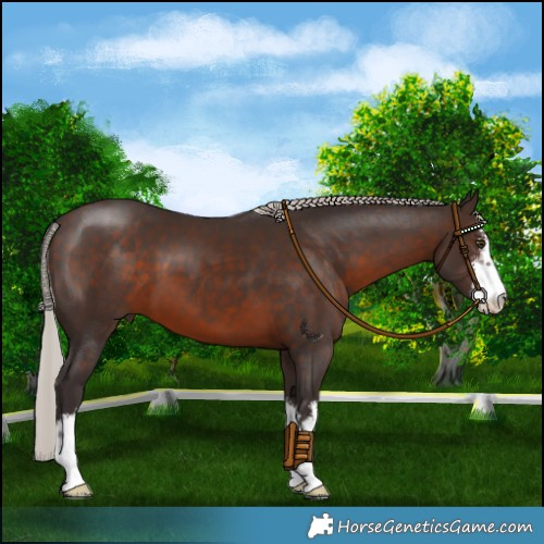 Horse Color:White Spotted Silver Brown 