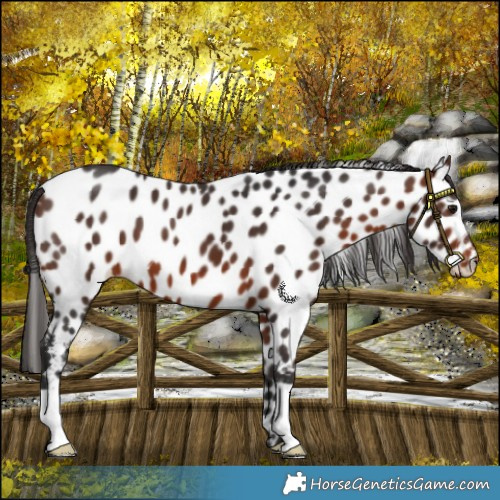 Horse Color:Bay Appaloosa 
