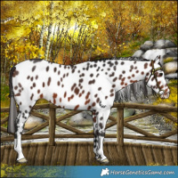 Horse Color:Bay Near Leopard 