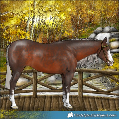 Horse Color:Silver Brown 