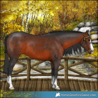 Horse Color:Brown 