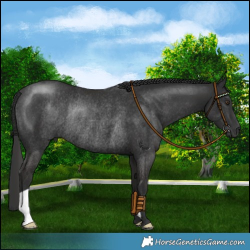 Horse Color:Liver Chestnut Rabicano 