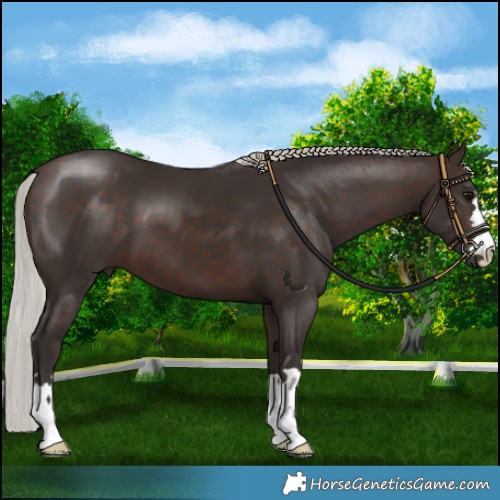 Horse Color:Silver Brown 