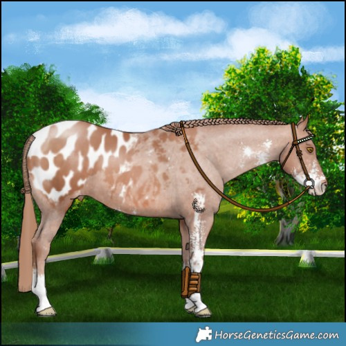 Horse Color:Chocolate Brown Pearl Sabino Blanket 
