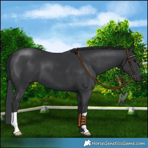 Horse Color:Black 