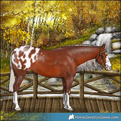 Horse Color:Chocolate Silver Brown Appaloosa