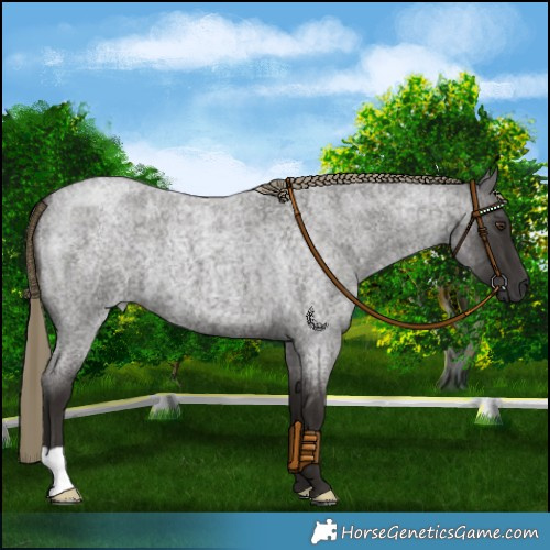 Horse Color:Liver Red Roan 