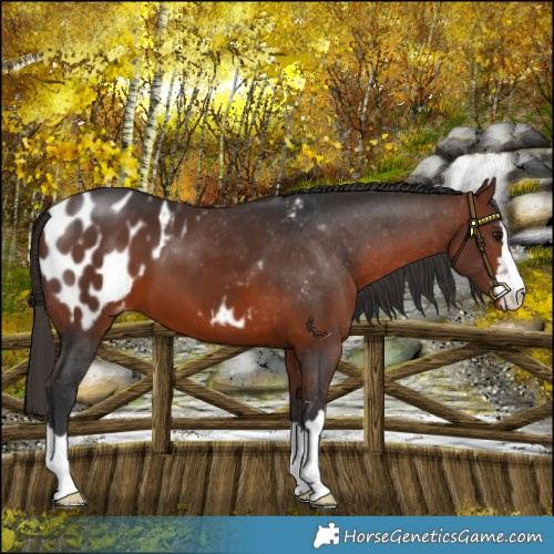 Horse Color:Bay Appaloosa 