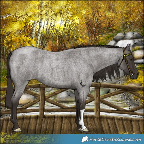 Horse Color:Liver Red Roan