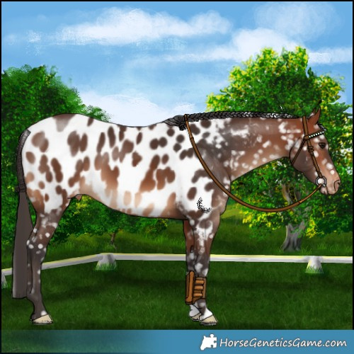 Horse Color:Bay Near Leopard 