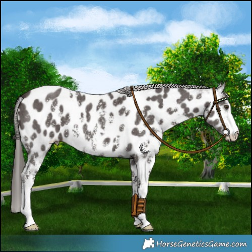 Horse Color:Liver Chestnut Sabino Near Leopard 