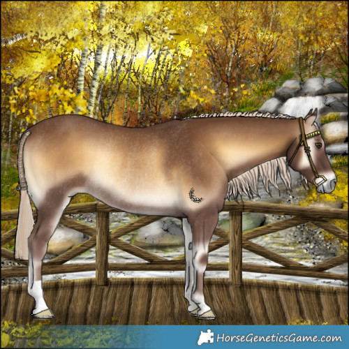 Horse Color:Chocolate Palomino Onyx Rabicano