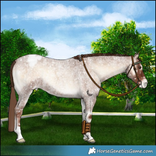 Horse Color:Red Onyx Roan Appaloosa