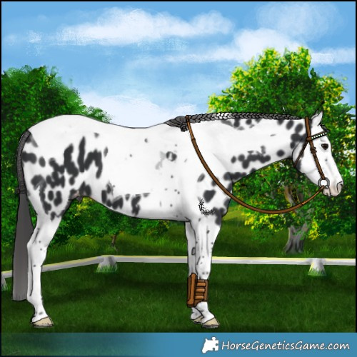 Horse Color:Black Splash Tobiano Near Leopard 