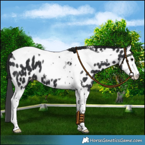 Horse Color:Black Splash Tobiano Appaloosa