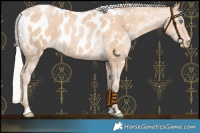 Horse Color:Silver Buckskin Pearl Near Leopard 